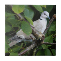 Eurasien Collard Dove på Cherry Träd