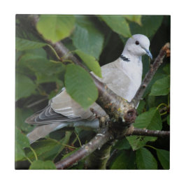 Eurasien Collard Dove på Cherry Träd Kakelplatta