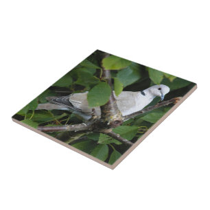 Eurasien Collard Dove på Cherry Träd Kakelplatta