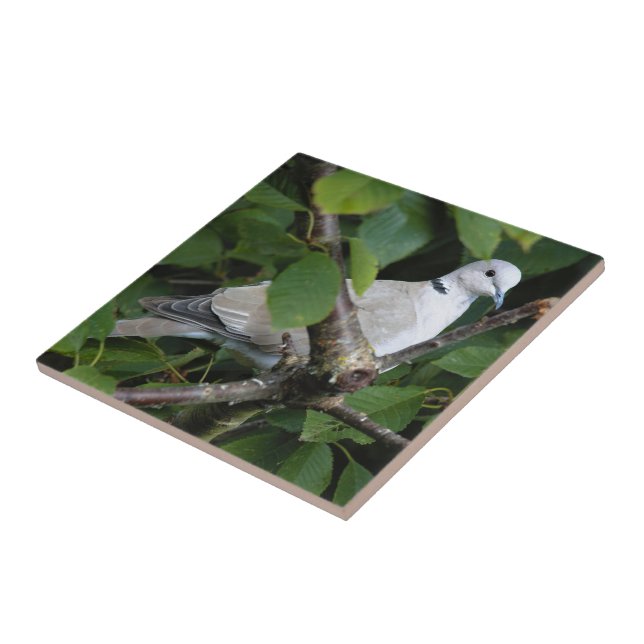 Eurasien Collard Dove på Cherry Träd Kakelplatta (Sidan)