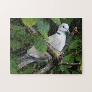 Eurasien Collard Dove på Cherry Träd Pussel