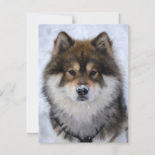 Eurasier, hälsningskort för hund vykort