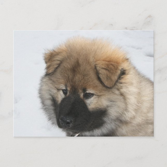 Eurasier Puppy Vykort (Framsida)