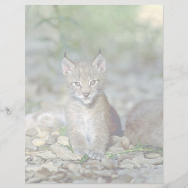 Eurasisk lynx, unge kattunge (Framsida)