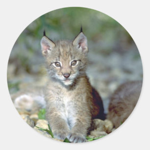Eurasisk lynx, unge kattunge runt klistermärke