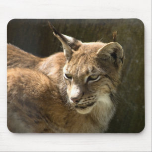Eurasiskt Lynx Musmatta