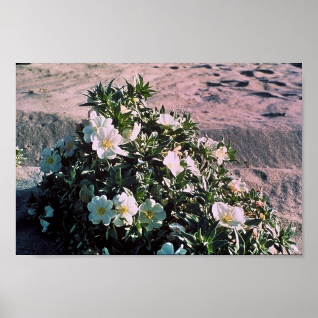 Eureka Evening Primrose Poster (Framsidan)