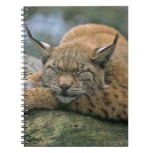Europ�_ischer Luchs, Eurasischer Luchs (lodjur Anteckningsbok Med Spiral