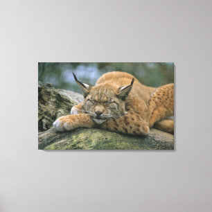 Europ�_ischer Luchs, Eurasischer Luchs (lodjur Canvastryck
