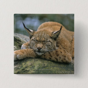 Europ�_ischer Luchs, Eurasischer Luchs (lodjur Knapp