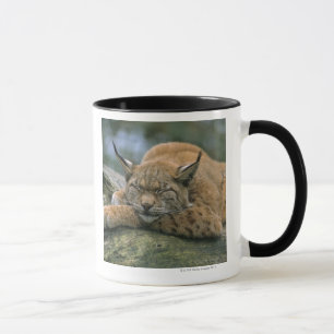 Europ�_ischer Luchs, Eurasischer Luchs (lodjur Mugg