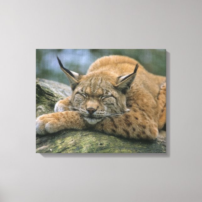 Europ �_ischer Luchs, Eurasischer Luchs (Lynx) Canvastryck (Framsida)