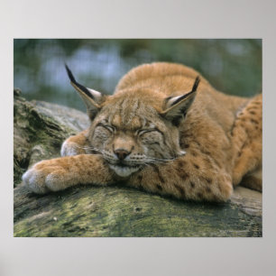 Europ �_ischer Luchs, Eurasischer Luchs (Lynx) Poster