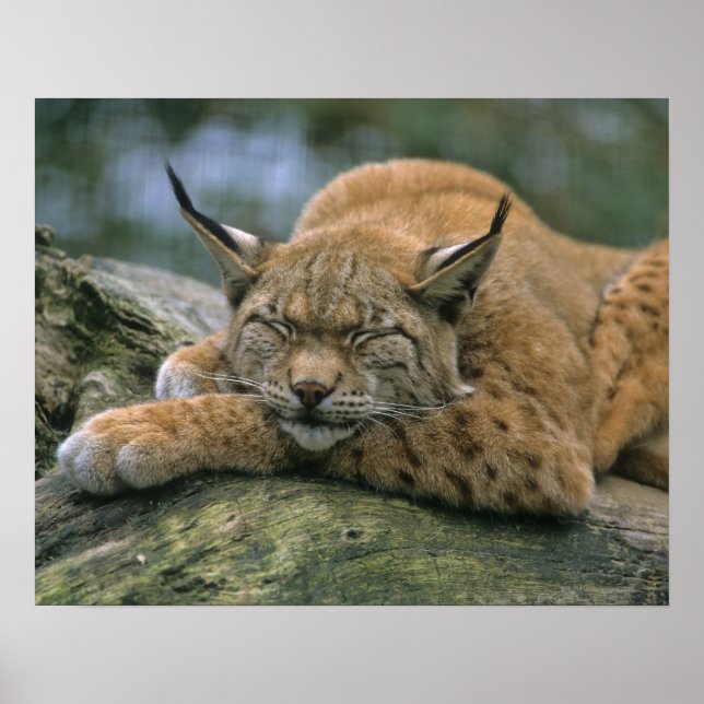 Europ �_ischer Luchs, Eurasischer Luchs (Lynx) Poster (Framsidan)