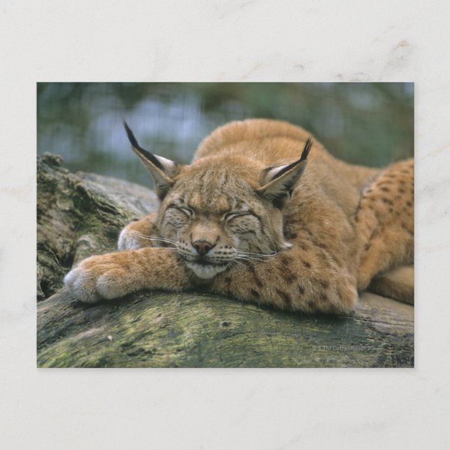 Europ �_ischer Luchs, Eurasischer Luchs (Lynx) Vykort (Framsida)