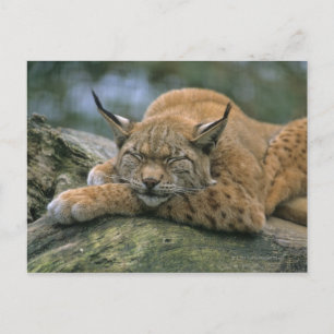 Europ �_ischer Luchs, Eurasischer Luchs (Lynx) Vykort