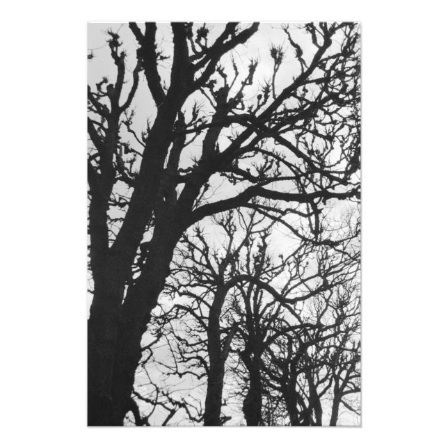 Europa, Frankrike, Paris. Vinterträd, Marco Fototryck (Framsidan)