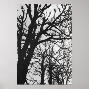 Europa, Frankrike, Paris. Vinterträd, Marco Poster