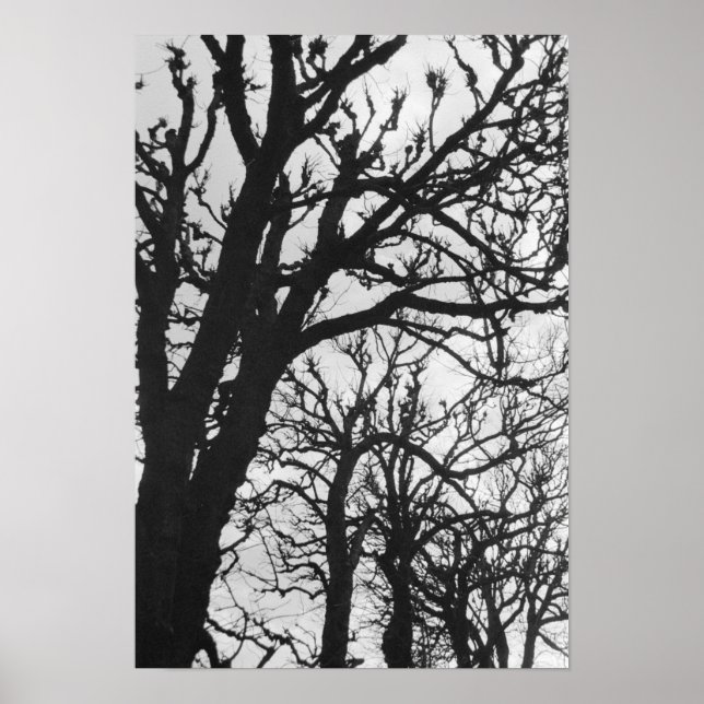 Europa, Frankrike, Paris. Vinterträd, Marco Poster (Framsidan)