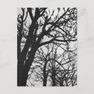 Europa, Frankrike, Paris. Vinterträd, Marco Vykort