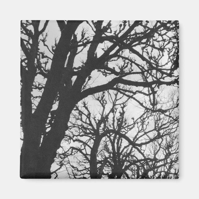 Europa, Frankrike, Paris. Winter träd, Marco Magnet (Framsidan)