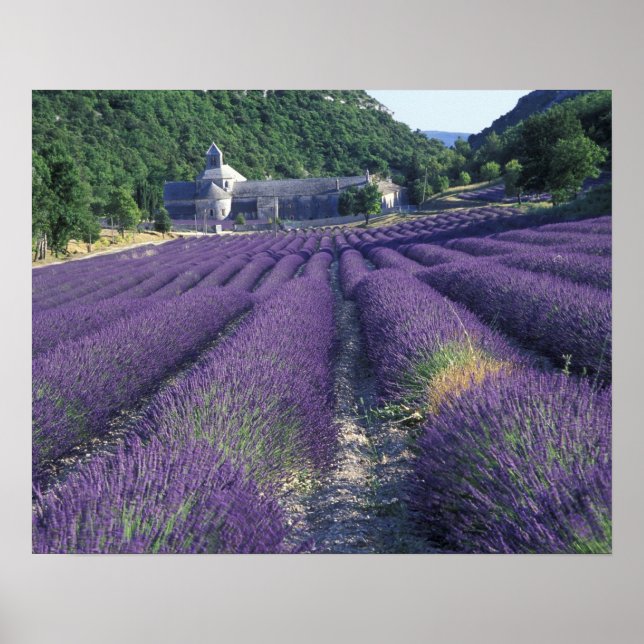 Europa, Frankrike, Provence. Lavander fält Poster (Framsidan)