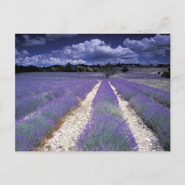 Europa, Frankrike, Provence. Lavander fält Vykort (Framsida)