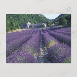 Europa, Frankrike, Provence. Lavander fält Vykort