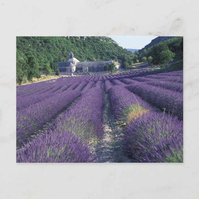 Europa, Frankrike, Provence. Lavander fält Vykort (Framsida)