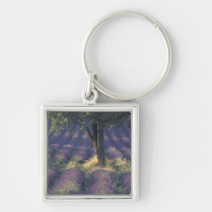 Europa, Frankrike, Provence, Sault, Lavendel Fyrkantig Silverfärgad Nyckelring