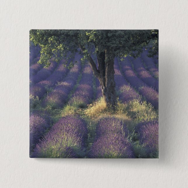 Europa, Frankrike, Provence, Sault, Lavendel Knapp (Framsida)