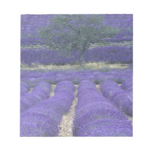Europa, Frankrike, Provence, Sault, Lavendelfält 2 Anteckningsblock