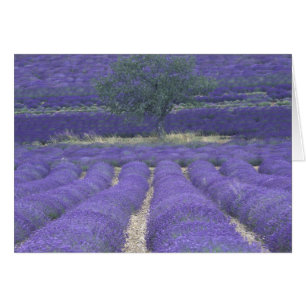 Europa, Frankrike, Provence, Sault, Lavendelfält 2 Hälsningskort