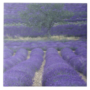 Europa, Frankrike, Provence, Sault, Lavendelfält 2 Kakelplatta