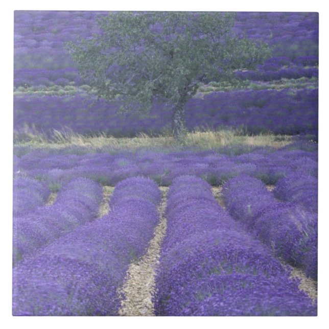 Europa, Frankrike, Provence, Sault, Lavendelfält 2 Kakelplatta (Framsidan)
