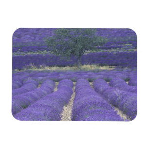 Europa, Frankrike, Provence, Sault, Lavendelfält 2 Magnet