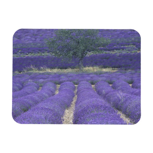 Europa, Frankrike, Provence, Sault, Lavendelfält 2 Magnet (Horisontell)