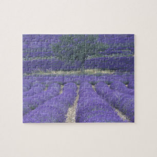 Europa, Frankrike, Provence, Sault, Lavendelfält 2 Pussel