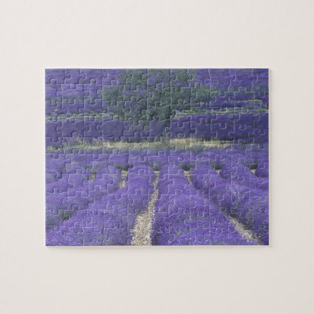 Europa, Frankrike, Provence, Sault, Lavendelfält 2 Pussel (Horisontell)