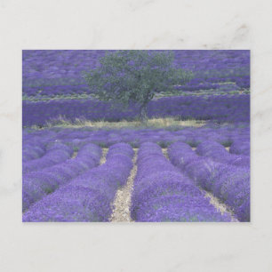 Europa, Frankrike, Provence, Sault, Lavendelfält 2 Vykort