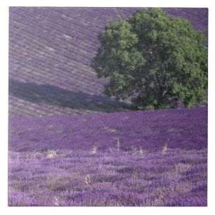 Europa, Frankrike, Provence, Sault, Lavendelfält Kakelplatta