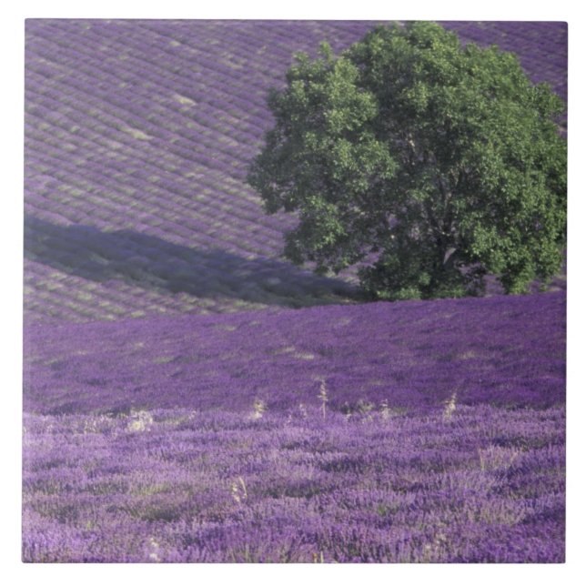 Europa, Frankrike, Provence, Sault, Lavendelfält Kakelplatta (Framsidan)