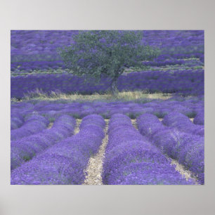 Europa, Frankrike, Provence, Sault, Lavender fält Poster