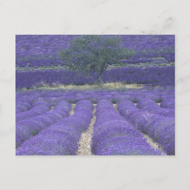 Europa, Frankrike, Provence, Sault, Lavender fält  Vykort (Framsida)