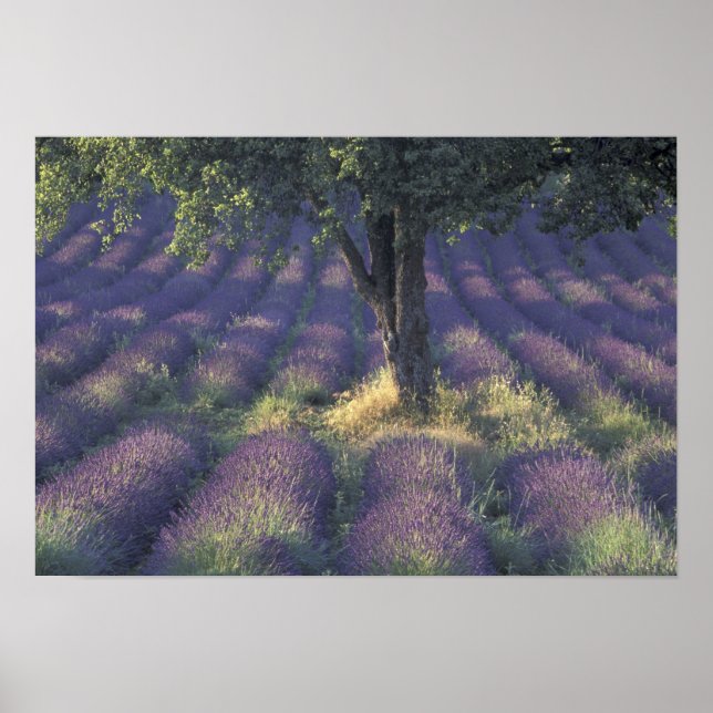 Europa, Frankrike, Provence, Sault, Lavender Poster (Framsidan)