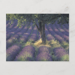 Europa, Frankrike, Provence, Sault, Lavender Vykort