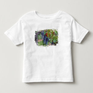 Europa, Frankrike, Roussillon. Vingårdar, med Tee Shirt