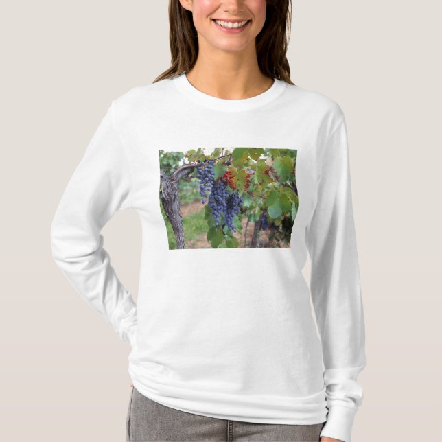 Europa, Frankrike, Roussillon. Vingårdar, med Tee Shirt (Framsida)