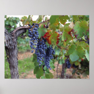 Europa, Frankrike, Roussillon. Vinodlingar med Poster