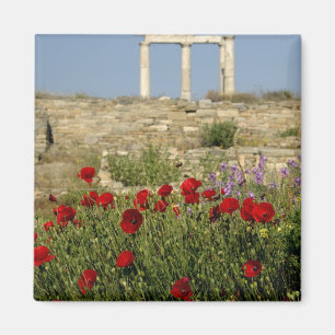Europa, Grekland, Kykladerna, Delos. Kolonnruiner. Magnet